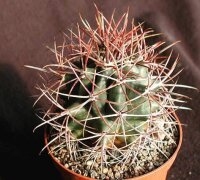 Ferocactus acanthodes