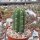 Trichocereus peruvianus
