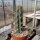 Trichocereus peruvianus