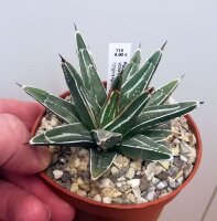 Agave victoriae-reginae