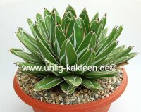 Agave victoriae-reginae