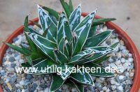 Agave victoriae-reginae