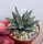 Agave victoriae-reginae