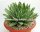 Agave victoriae-reginae