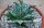 Agave victoriae-reginae
