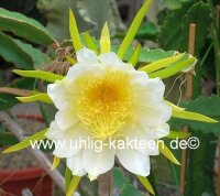 Hylocereus undatus