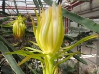 Hylocereus undatus