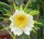 Hylocereus undatus
