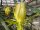Hylocereus undatus