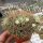 Dolichothele camptotricha