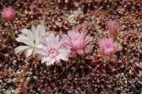Gymnocalycium mihanovichii cv. Nishiki