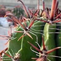 Ferocactus horridus