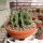 Ferocactus horridus