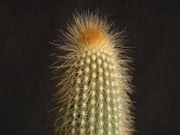 Vatricania guentheri