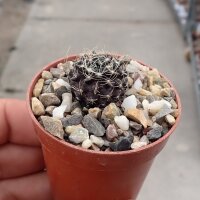 Neochilenia pulchella WK 792