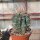 Ferocactus rectispinus