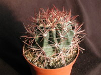 Ferocactus acanthodes v. eastwoodiae Winkelman, Az