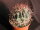 Ferocactus acanthodes v. eastwoodiae Winkelman, Az