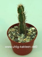 Cereus forbesii
