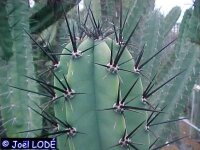Cereus forbesii
