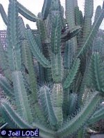Cereus forbesii