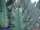 Cereus forbesii