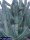 Cereus forbesii