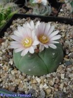 Lophophora williamsii, EL Huiizache, San Luis Potosi, Mx
