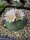 Lophophora williamsii, EL Huiizache, San Luis Potosi, Mx