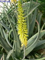 Aloe vera