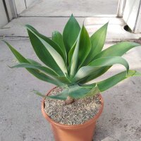 Agave attenuata