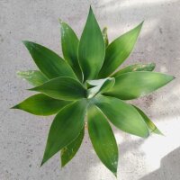 Agave attenuata