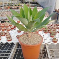 Agave attenuata