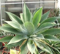Agave attenuata