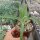 Agave attenuata