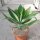 Agave attenuata