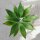 Agave attenuata