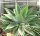 Agave attenuata
