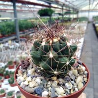 Thelocactus tulensis