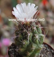 Thelocactus tulensis