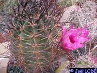 Echinocereus ferreirianus v.lindsayi