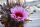 Echinocereus ferreirianus v.lindsayi