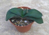 Gasteria armstrongii