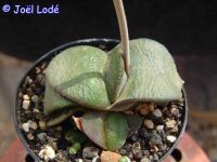 Gasteria armstrongii