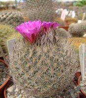 Turbinicarpus booleanus