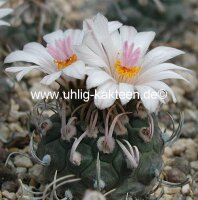 Turbinicarpus polaskii La Bonita