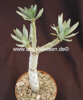 Senecio kleinia