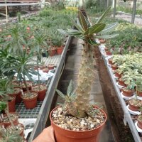Pachypodium rosulatum