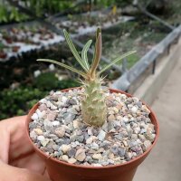 Pachypodium rosulatum