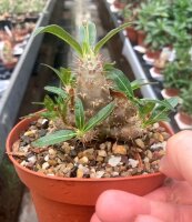 Pachypodium rosulatum